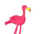 Pasare flamingo