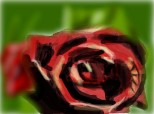 a rose...