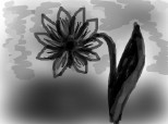 The black flower