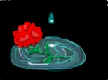 un trandafir cazut la pamant in apa