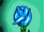 blue rose :X