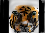 tigrisor