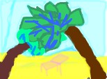 palmieri pe malul apei