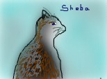sheba