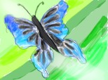 butterfly aiurea