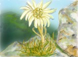Floare de colt sau Edelweiss