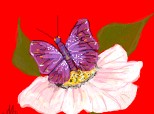 Desen 11798 modificat:fluture