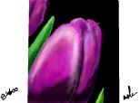 ..purple tulip..