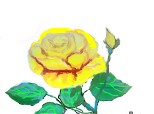 Trandafir Galben-Margelatu