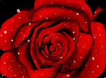 Trandafir [Rose]