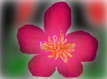 o floare pink