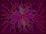 ...floarea roza inprastie armonie...