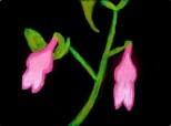 habenaria rhodochelia(o specie de orhidee)