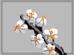 floare de cires albnegru