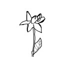 A simple flower