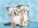 pisicile claudia&adina(soramea)