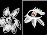 THE EYE AND FLOWER WITH