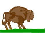 ...un bizon....