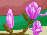 magnolii