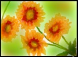 Flori in tonuri orange