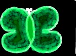 fluture verde