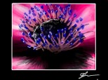L\'anemone