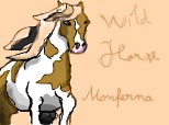 Wild Horse Monferna